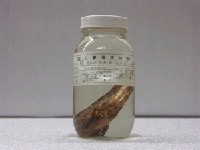 藏品(鱸滑石斑魚)的圖片